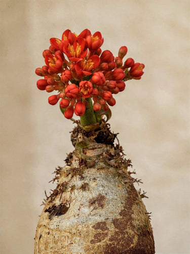 Coral Plant