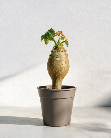 Coral Plant
