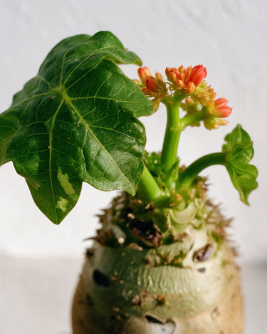 Coral Plant
