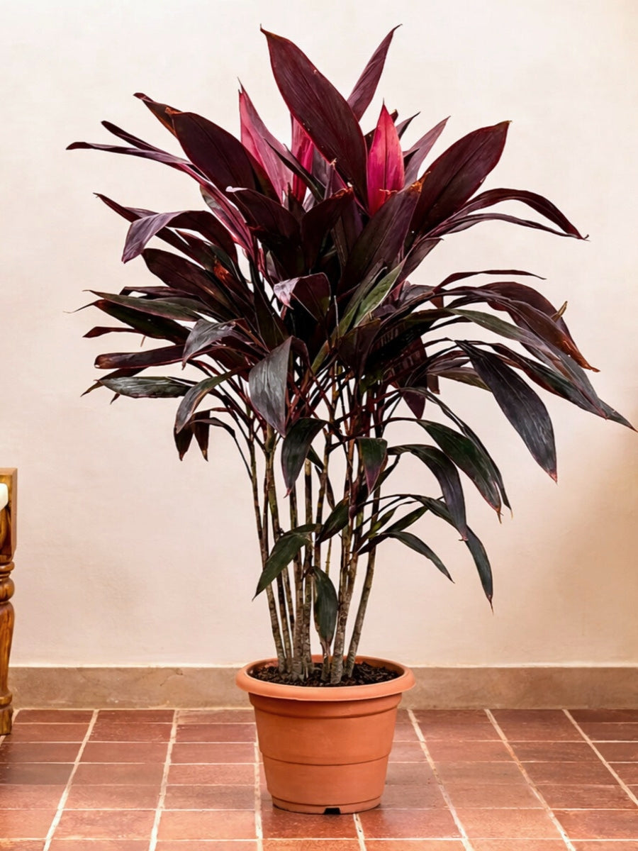 cordyline fruticosa indoor plant Cordyline Fruticosa | Vibrant Indoor Plant