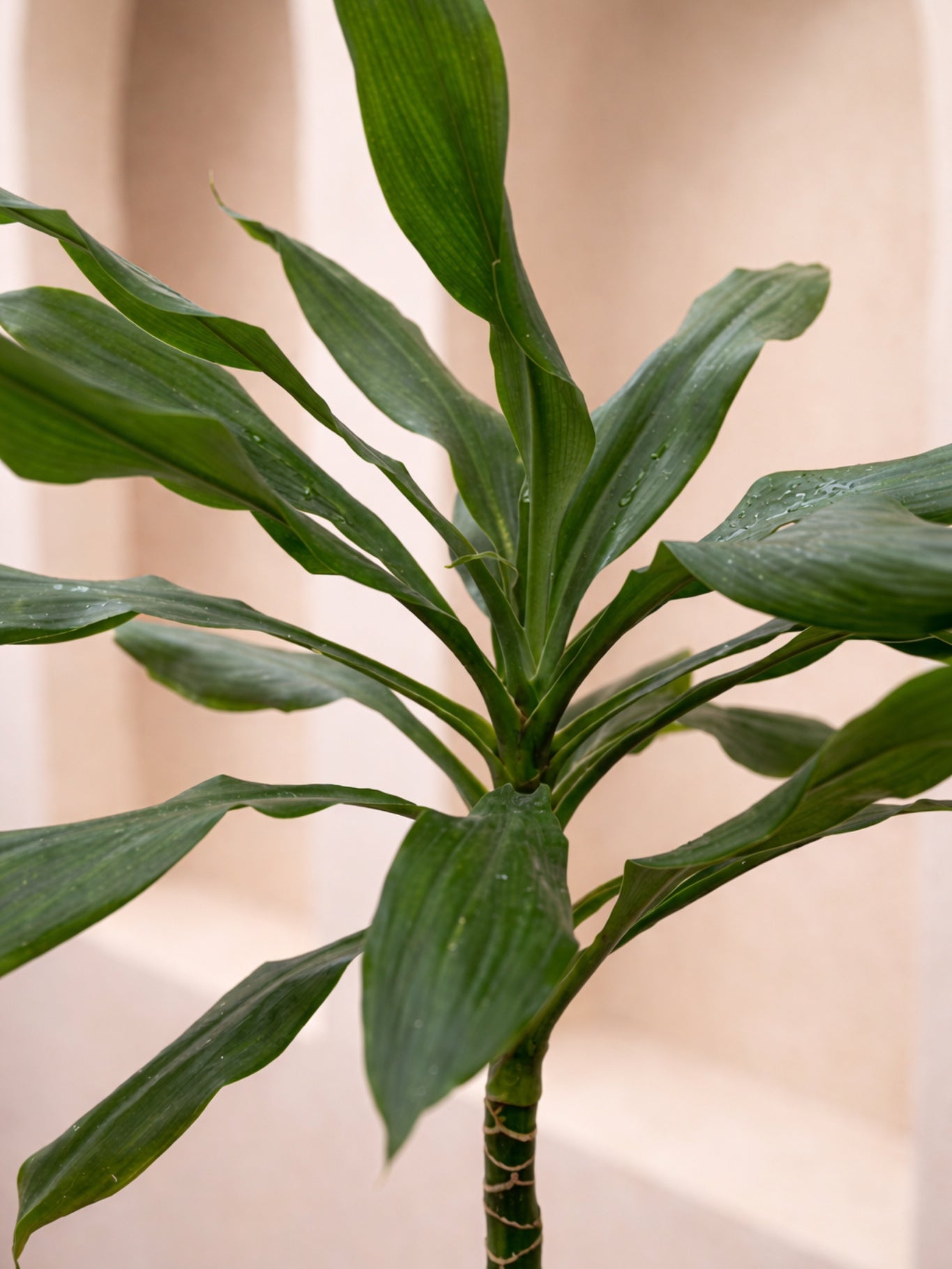 Cornstalk Plant Head
