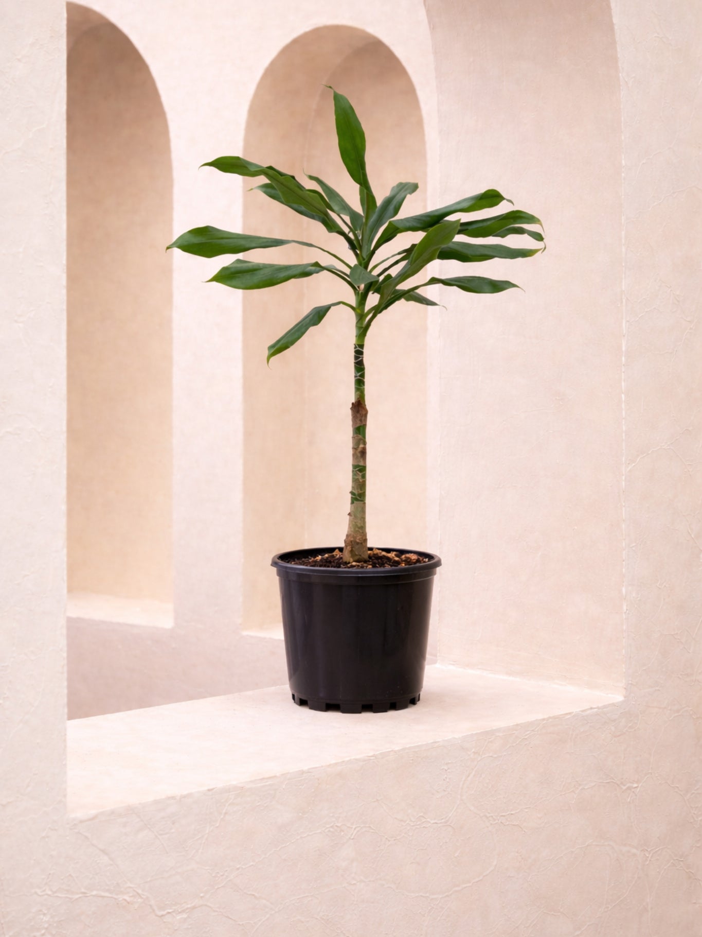 Cornstalk Plant Head