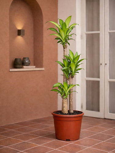 cornstalk dracaena plant Cornstalk Plant - Dracaena Massangeana | Tall Indoor Plants