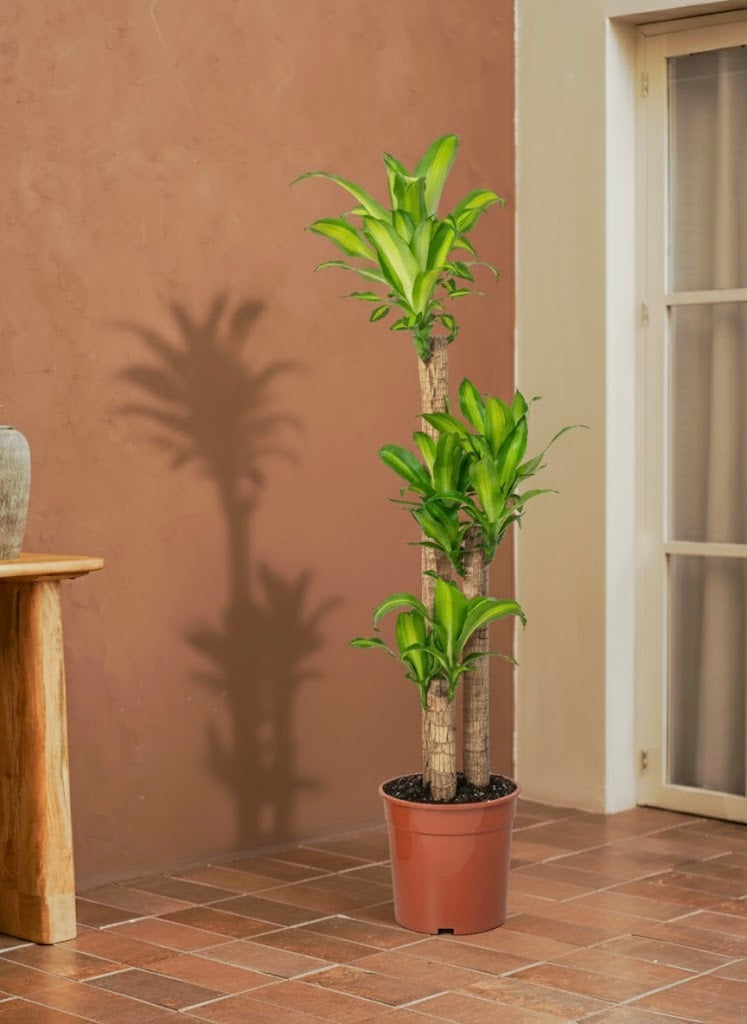Cornstalk Plant