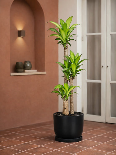 Cornstalk Plant