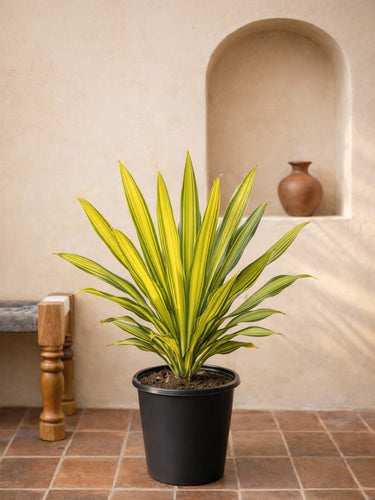 cornstalk house plant Cornstalk Plant - Dracaena Massangeana | Tall Indoor Plants