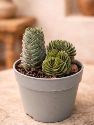 Buddha's Temple