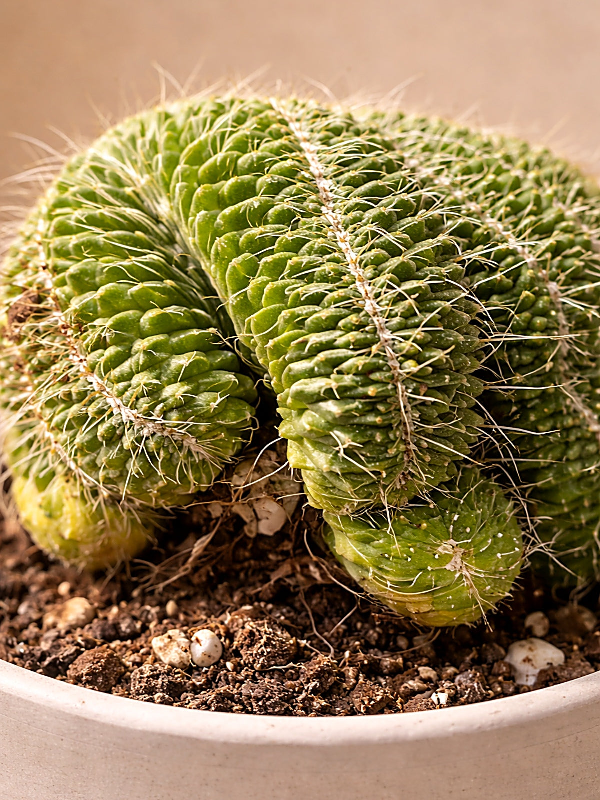Crested Brain Cactus