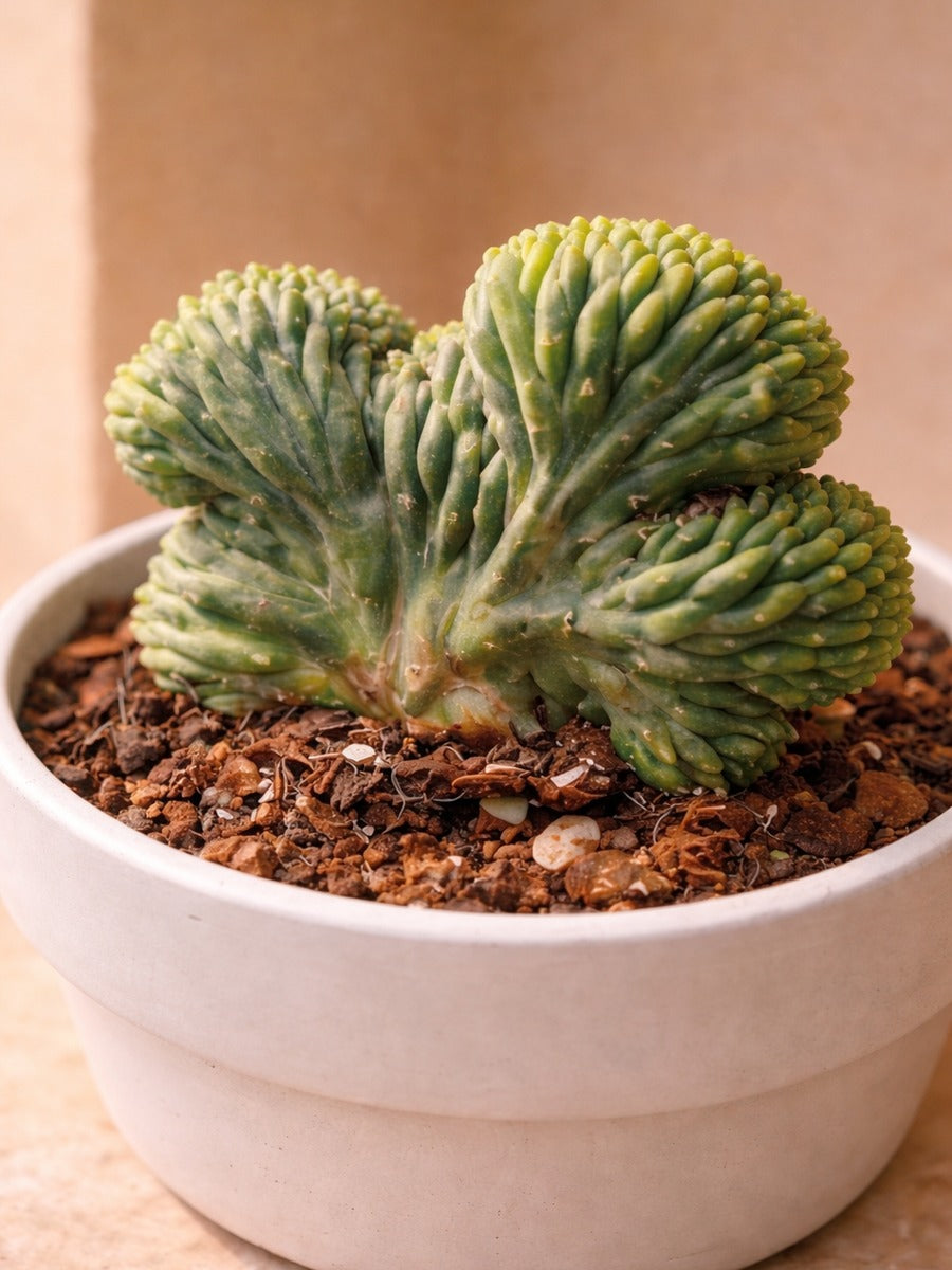 Crested San Pedro Cactus