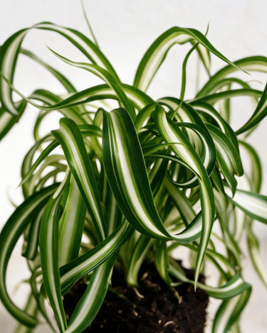 Curly Spider Plant