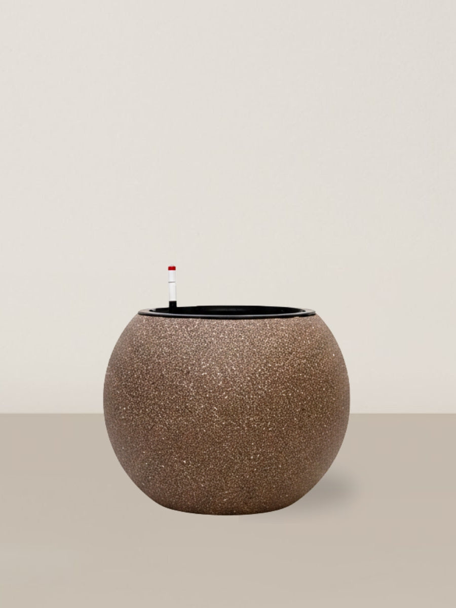 Self-watering Daisy | Coffee