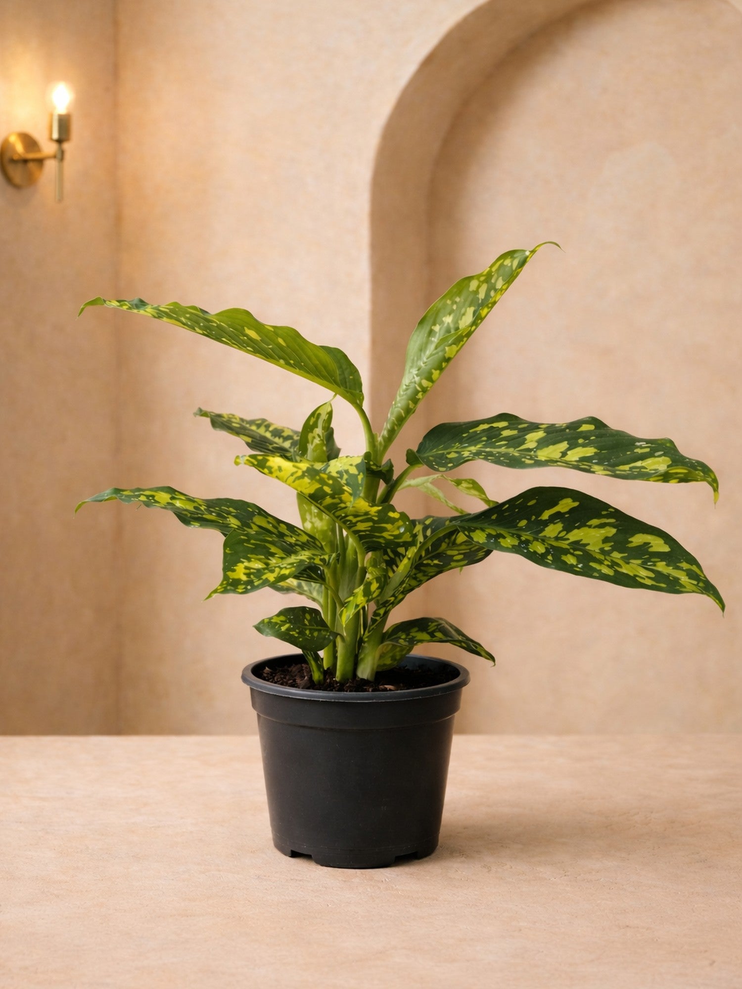 Dieffenbachia Spotty