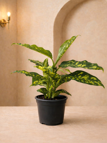 Dieffenbachia Spotty