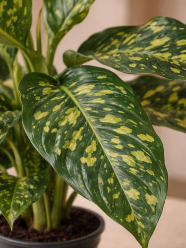 speckled dieffenbachia Dieffenbachia Spotty | Variegated Indoor Plant