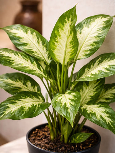 Dieffenbachia Camilla