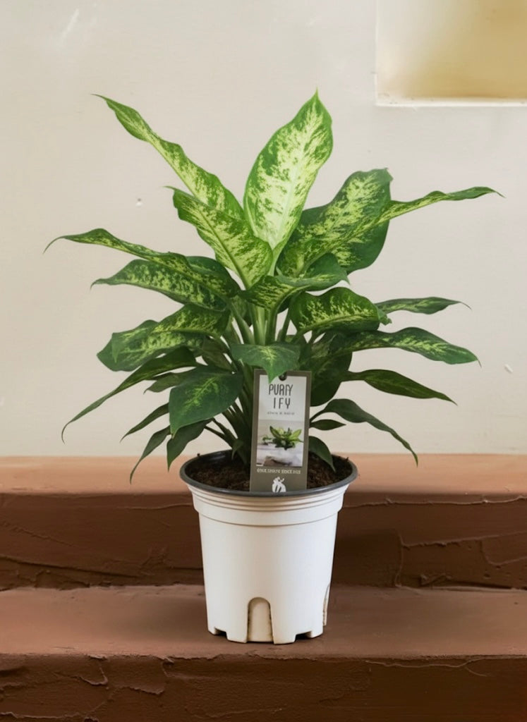 Dieffenbachia Compacta