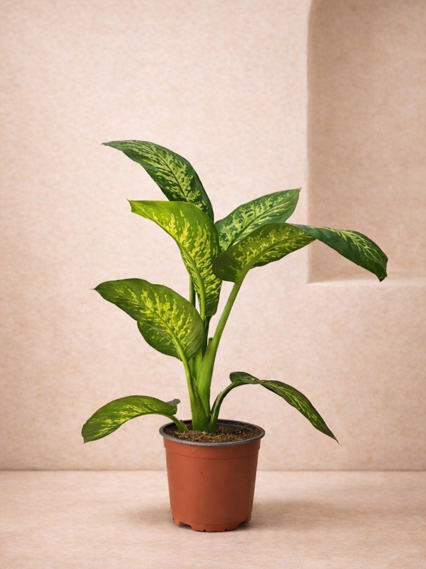 dieffenbachia tropic snow large Dieffenbachia Tropic Snow - 60cm