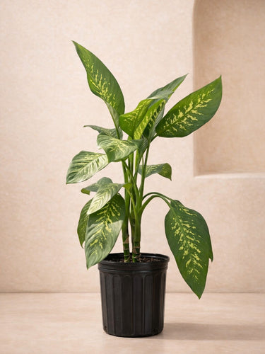 dieffenbachia tropic snow height Dieffenbachia Tropic Snow - Dieffenbachia Seguine | Tall Indoor Plants