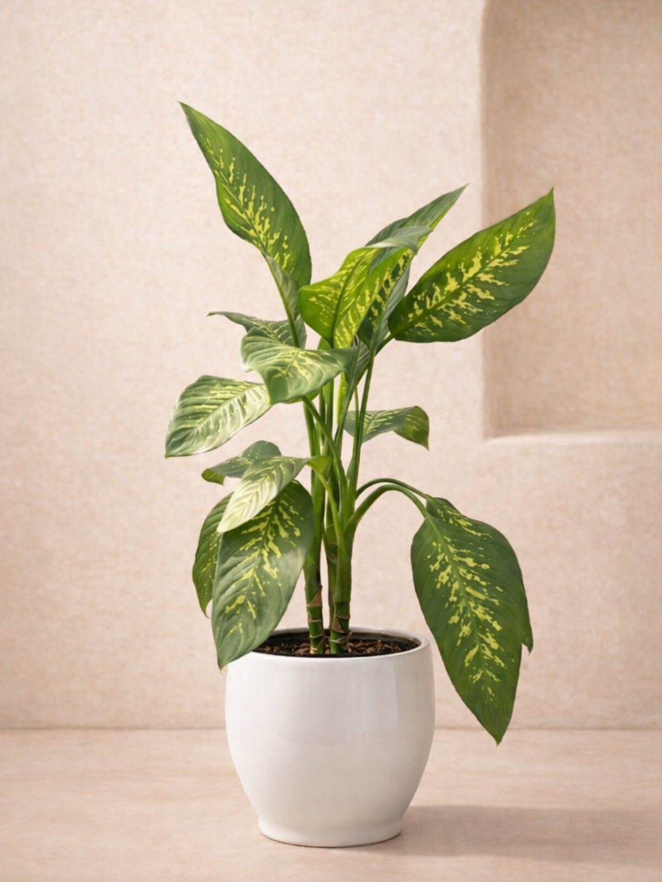 dieffenbachia seguine tropic snow Dieffenbachia Tropic Snow - Dieffenbachia Seguine | Tall Indoor Plants