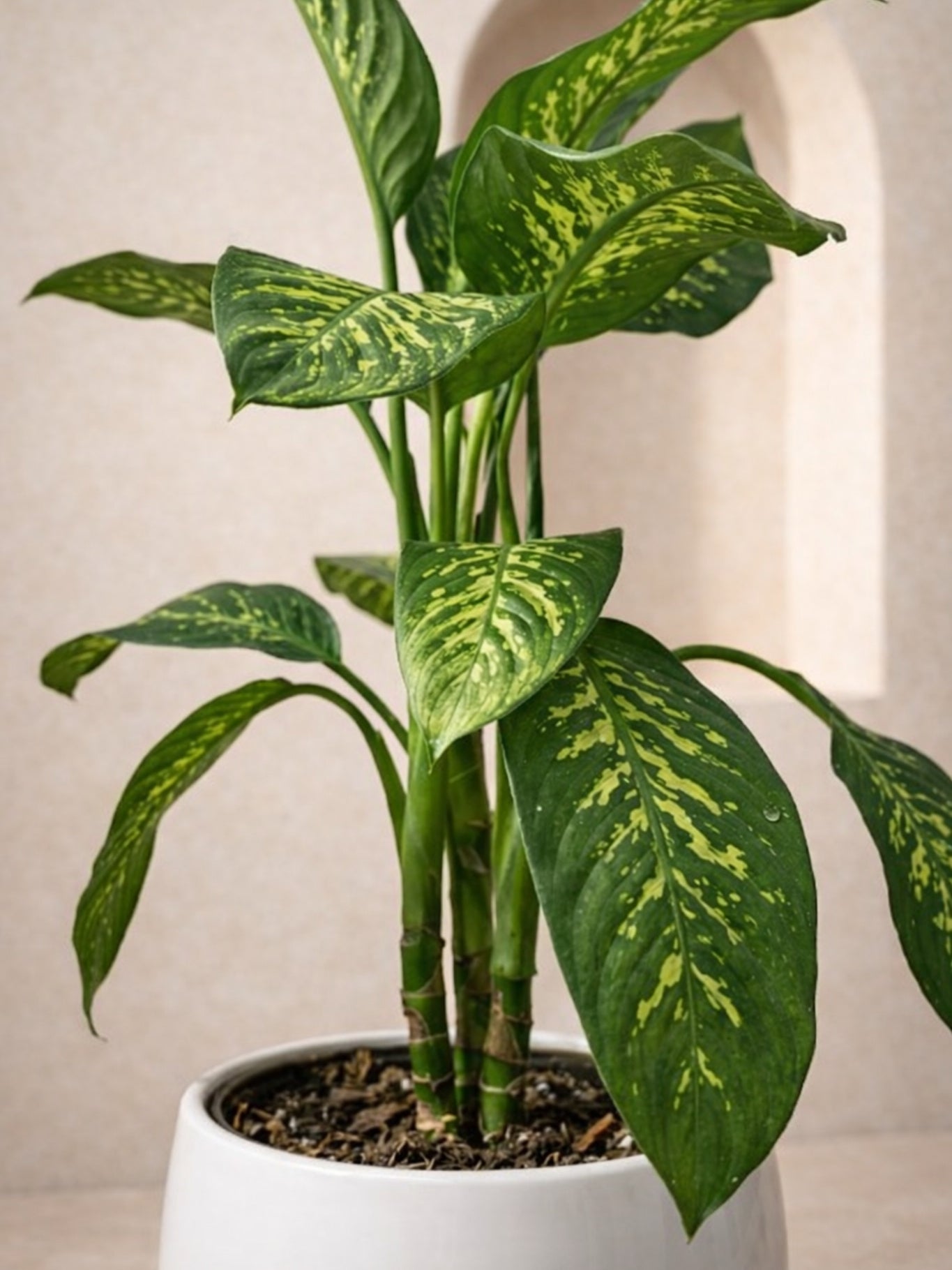 Dieffenbachia Tropic Snow