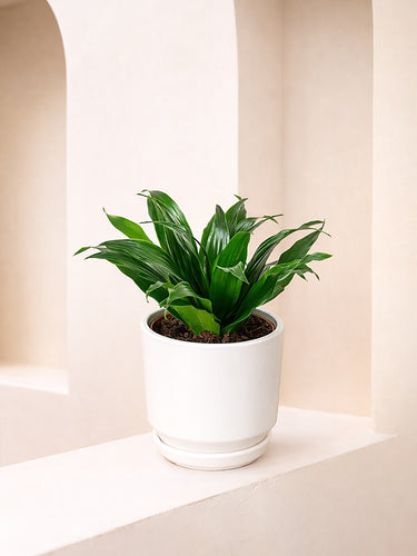 Dracaena Compacta Head