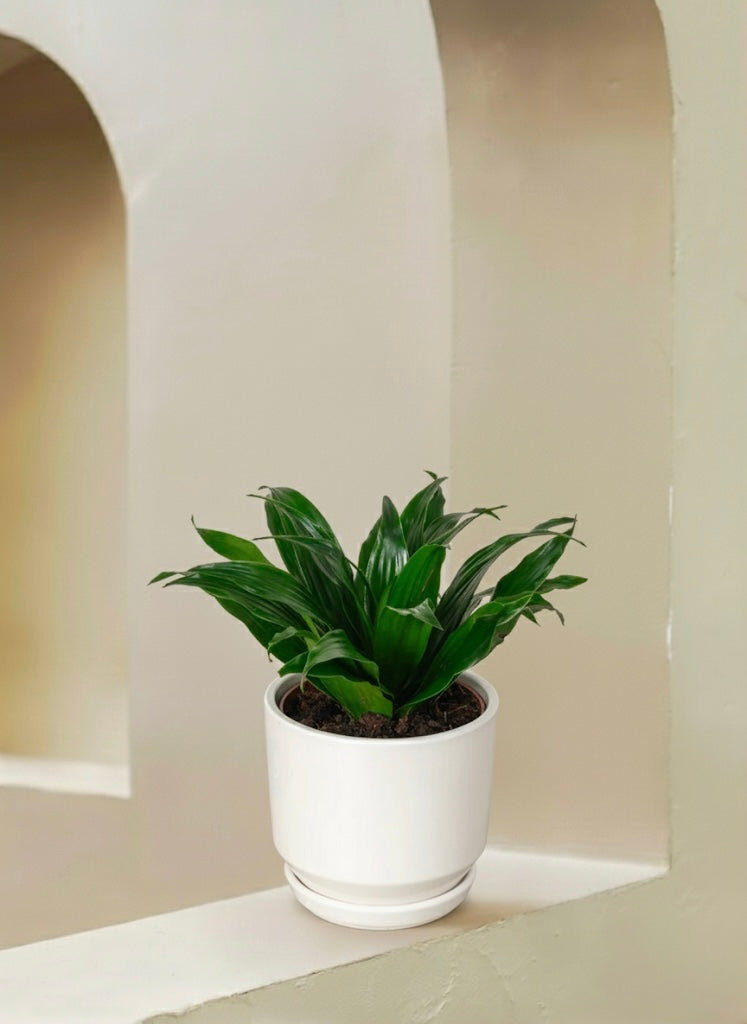 Dracaena Compacta Head