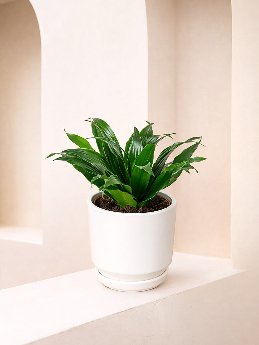 Dracaena Compacta Head