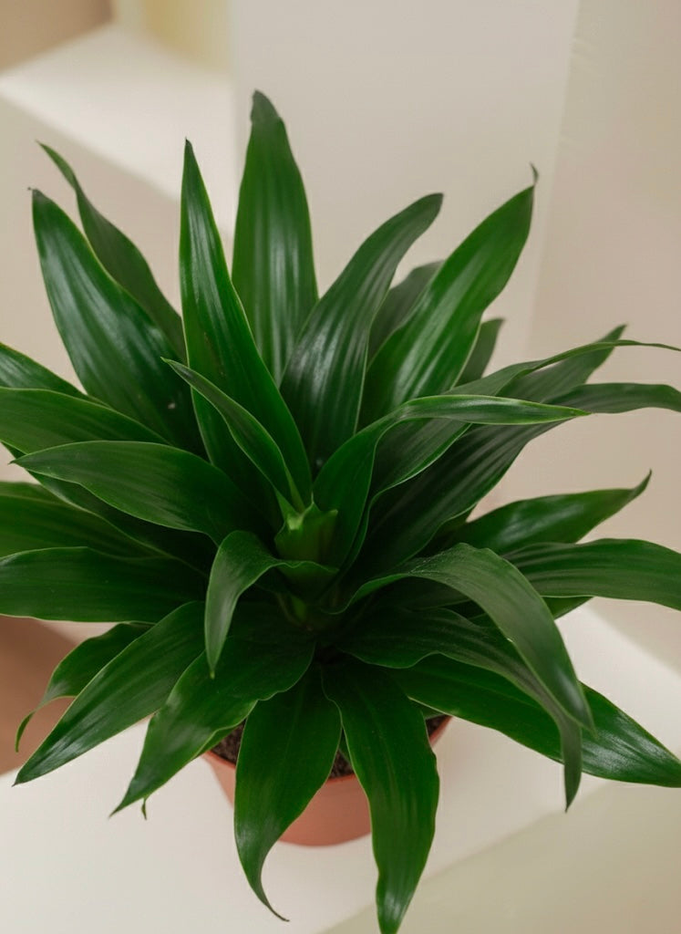 Dracaena Compacta Head