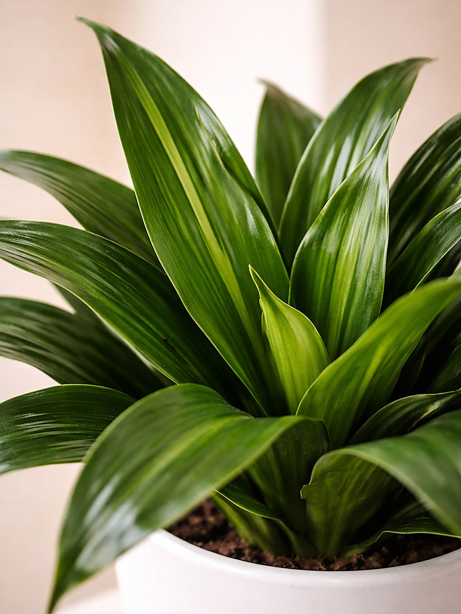 Dracaena Compacta Head