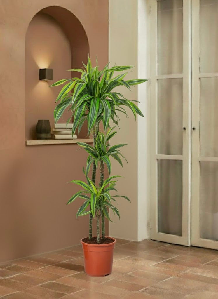 Dracaena Lemon Lime