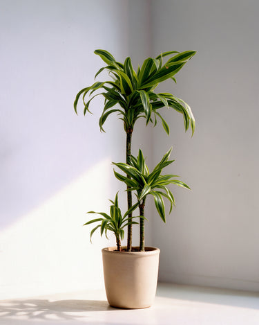 Dracaena Lemon Lime
