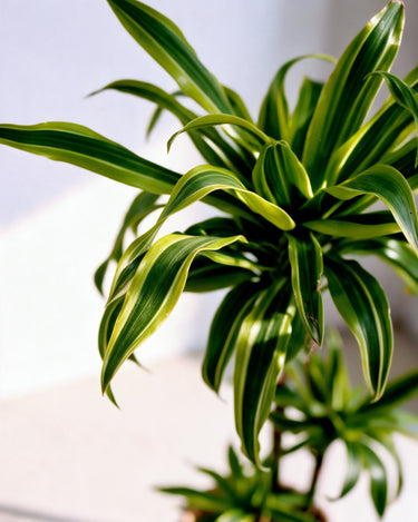 Dracaena Lemon Lime