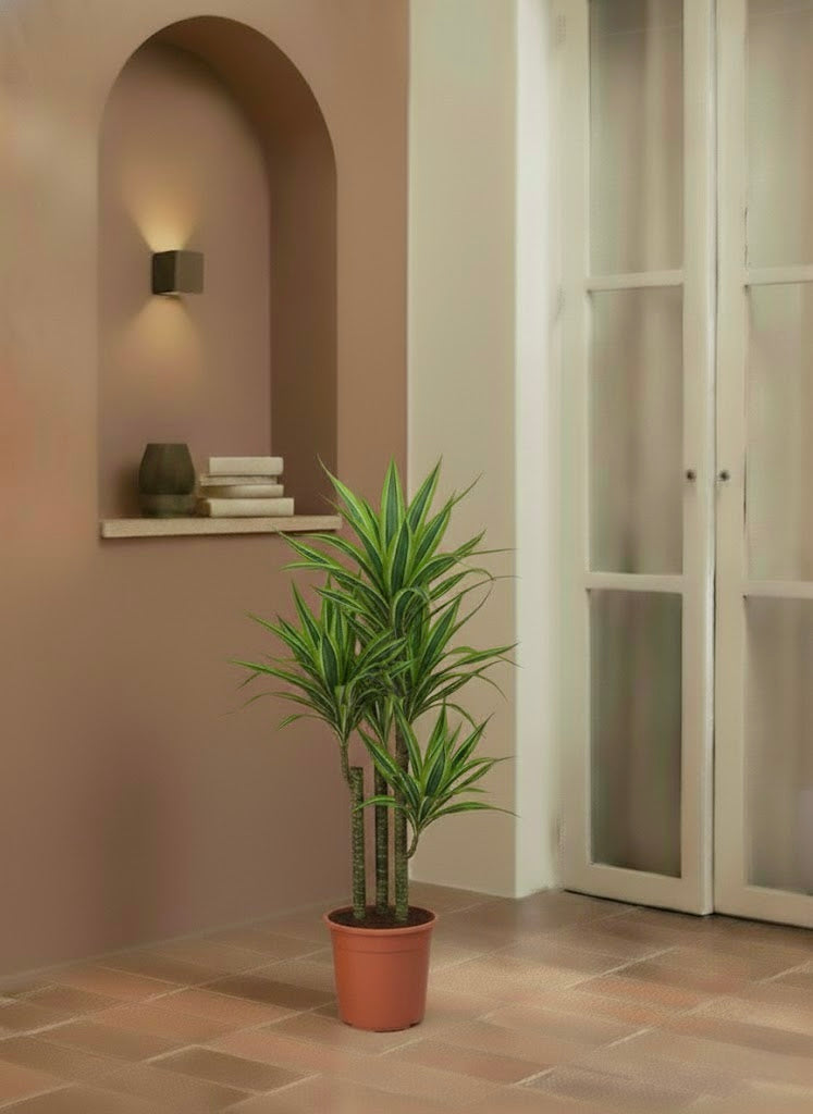 Dracaena Lemon Lime