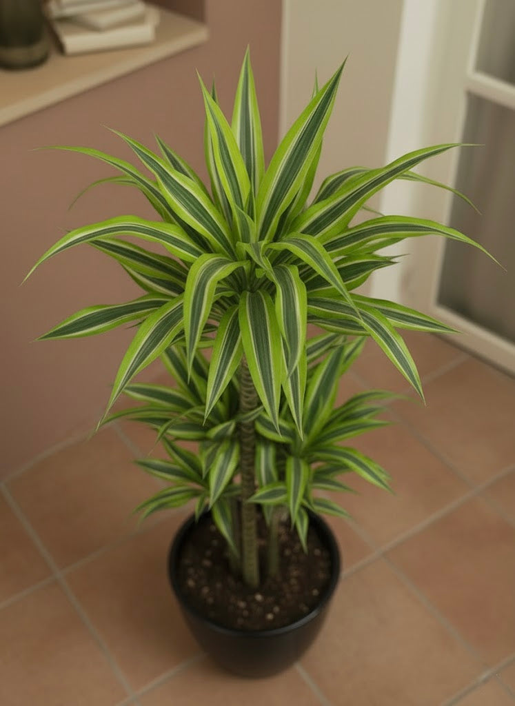 Dracaena Lemon Lime