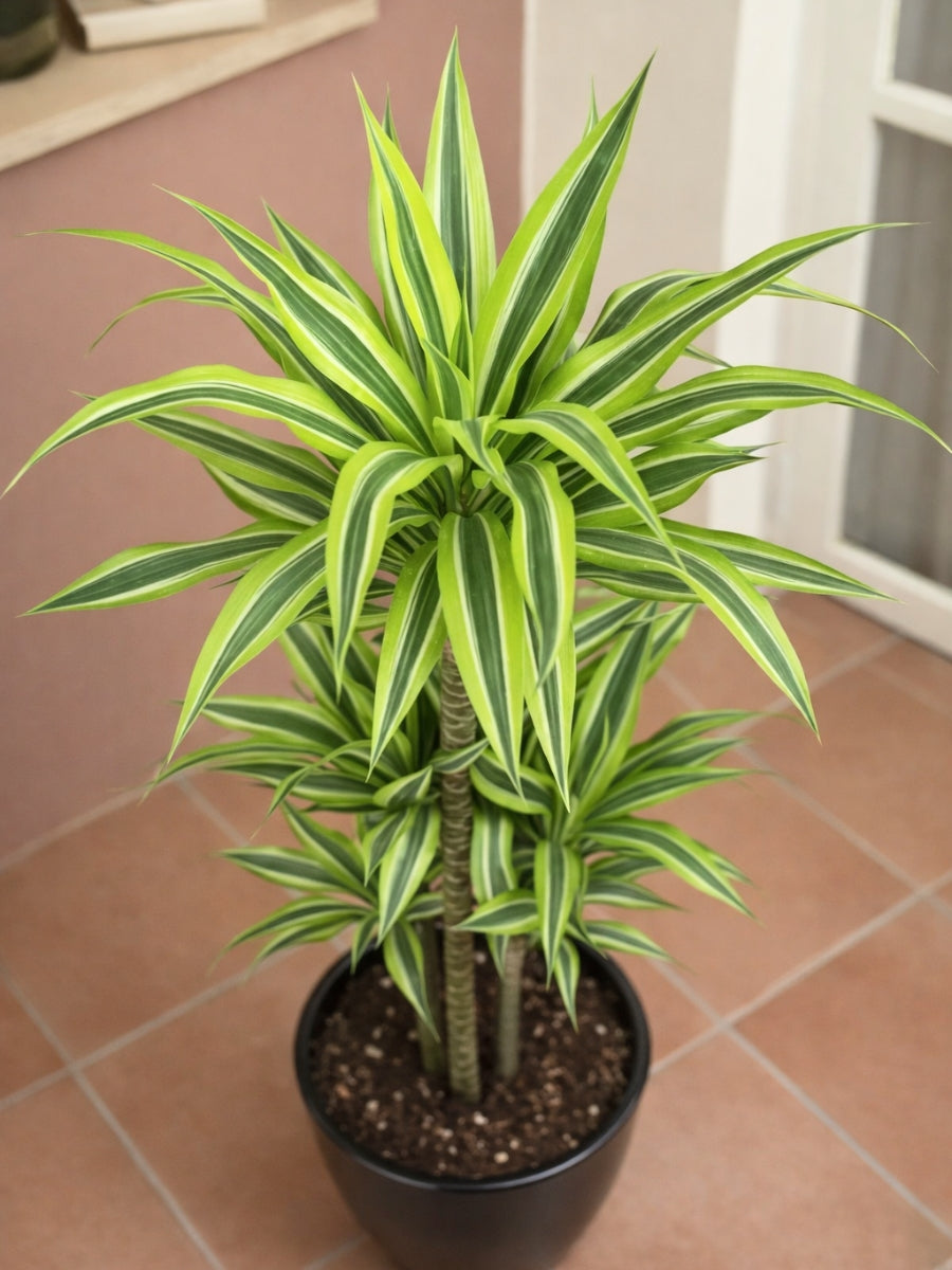 Dracaena Lemon Lime