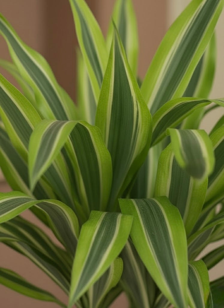 Dracaena Lemon Lime