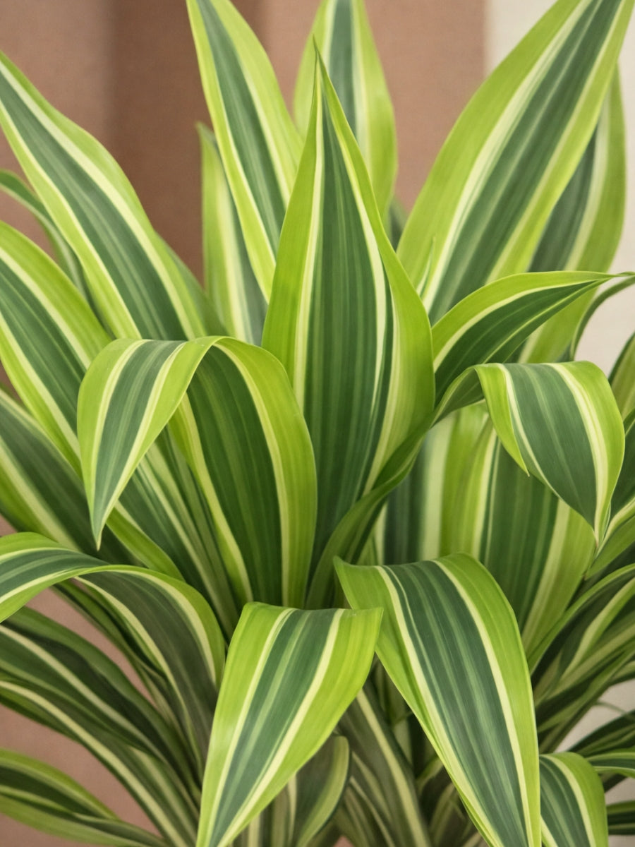 Dracaena Lemon Lime