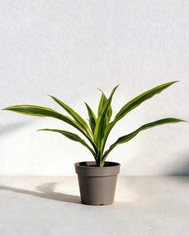 Dracaena Lemon Lime Head
