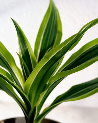 Dracaena Lemon Lime Head