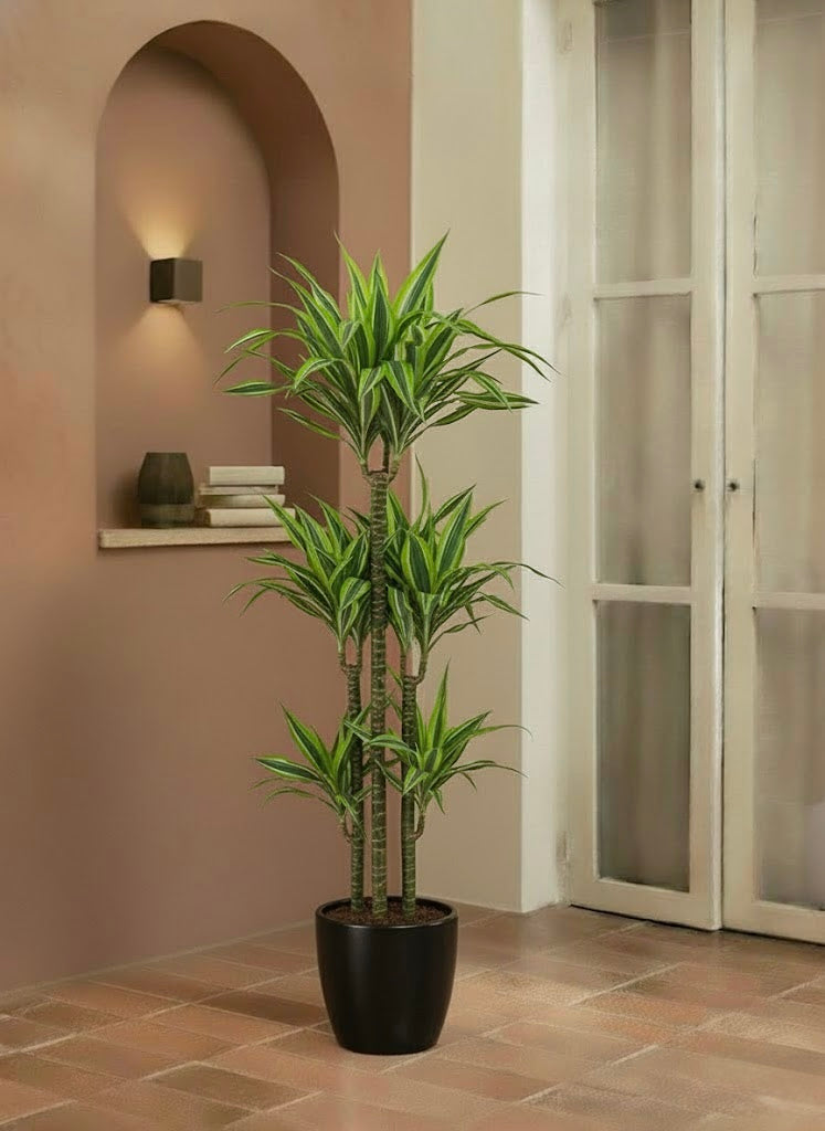 Dracaena Lemon Lime