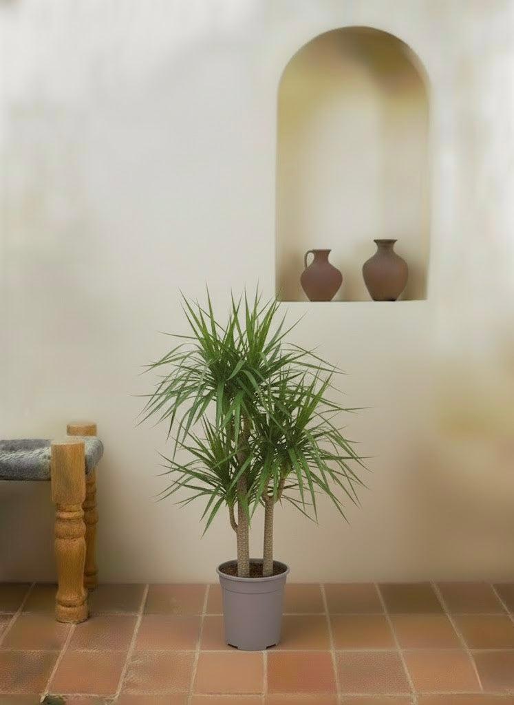 Dracaena Marginata