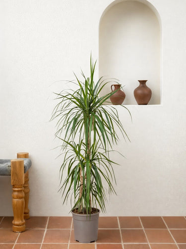 dracaena marginata 120cm house plants delivered Dracaena Marginata | Tall Indoor Plants