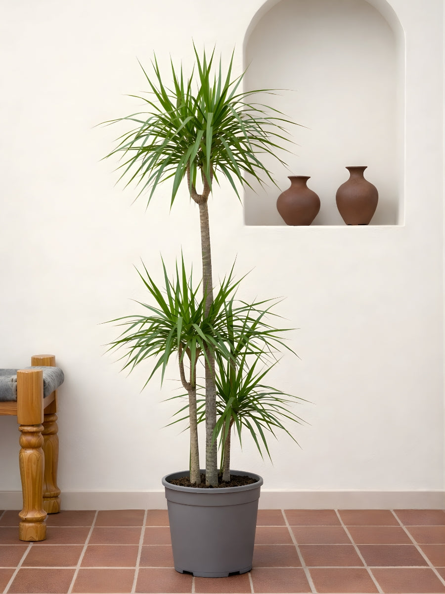 Dracaena Marginata