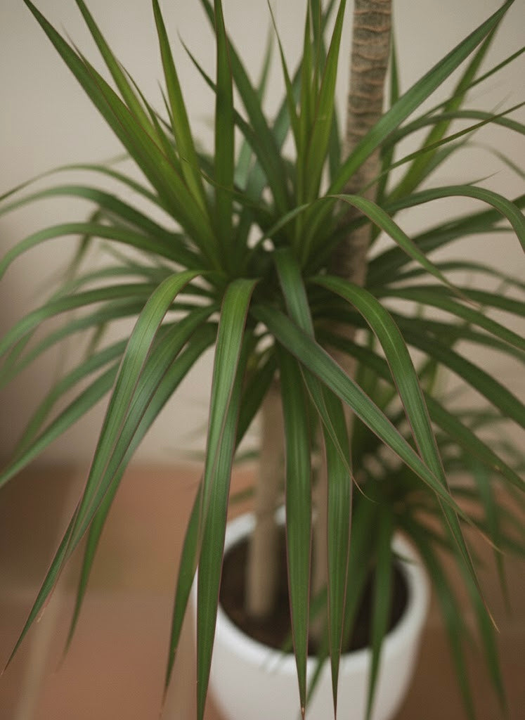 Dracaena Marginata