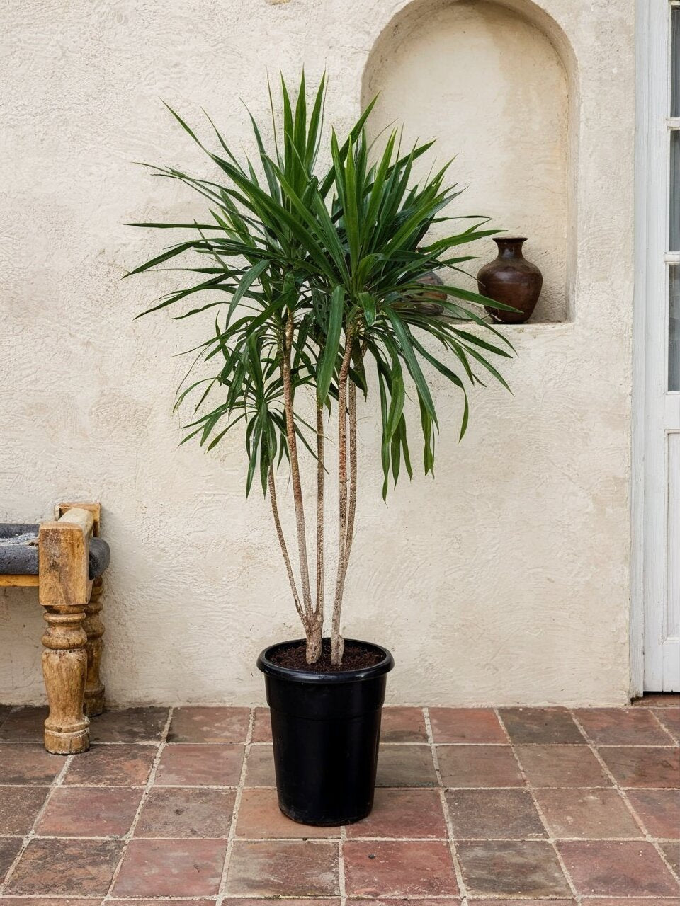 Dracaena Marginata Green