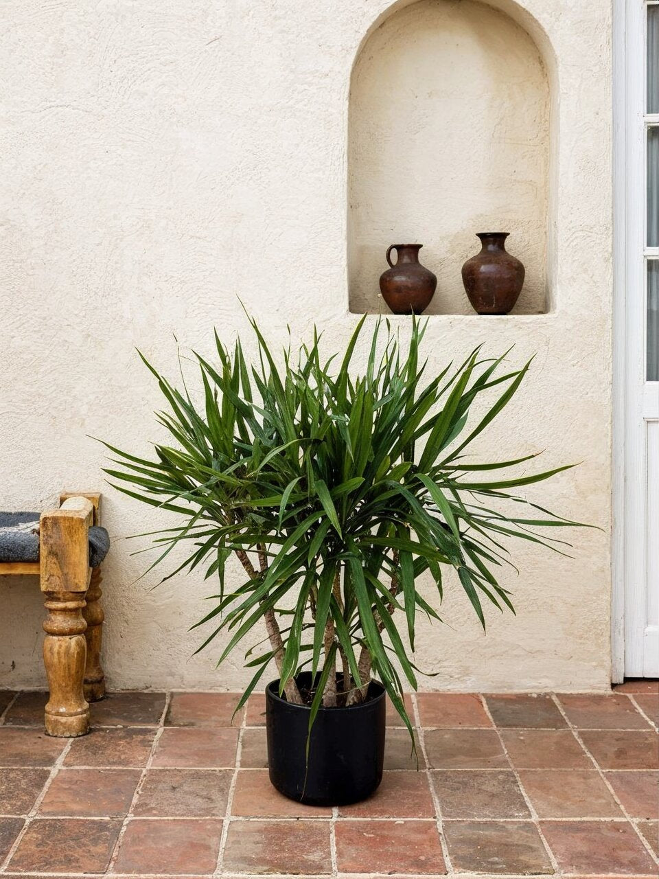 Dracaena Marginata Green