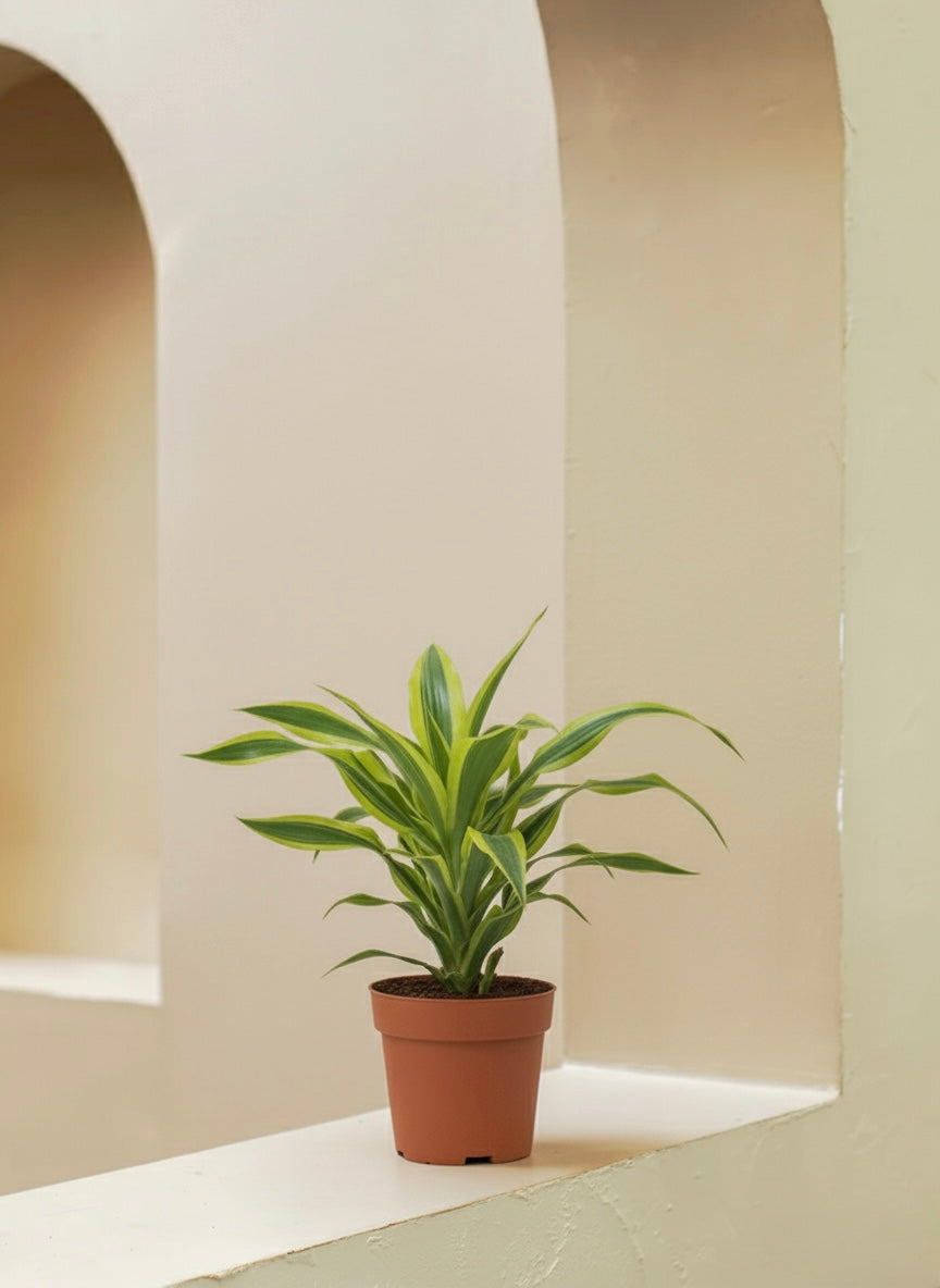 Dracaena Lemon Lime Head