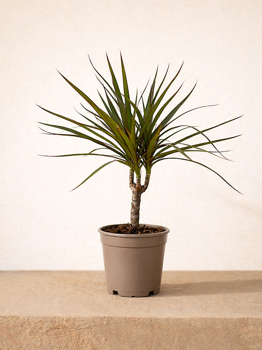 Dracaena Marginata Head