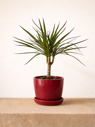 Dracaena Marginata Head