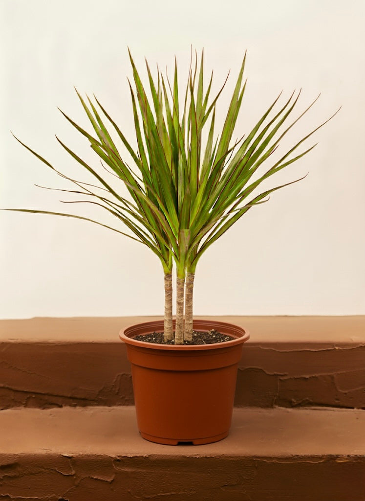 Dracaena Marginata Head